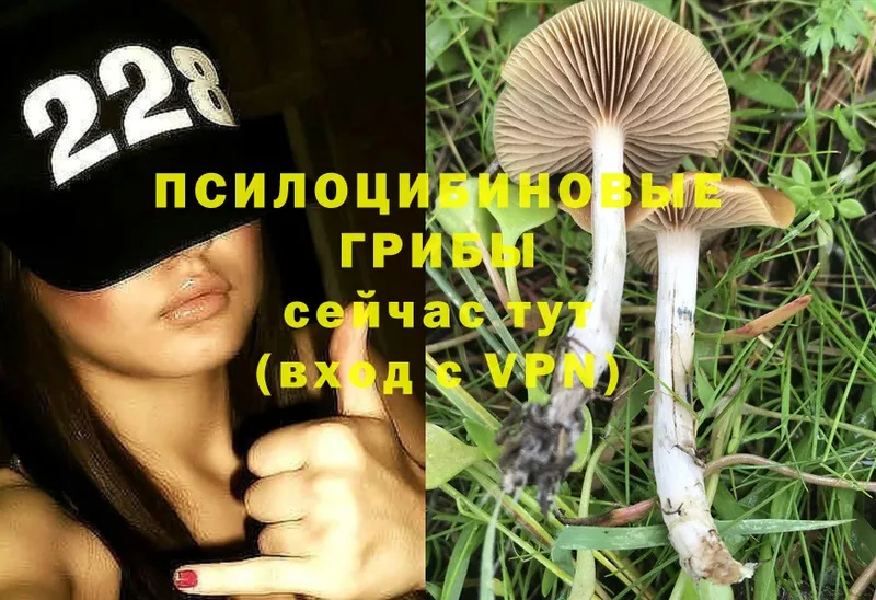 дарнет шоп  Искитим  Галлюциногенные грибы Cubensis 